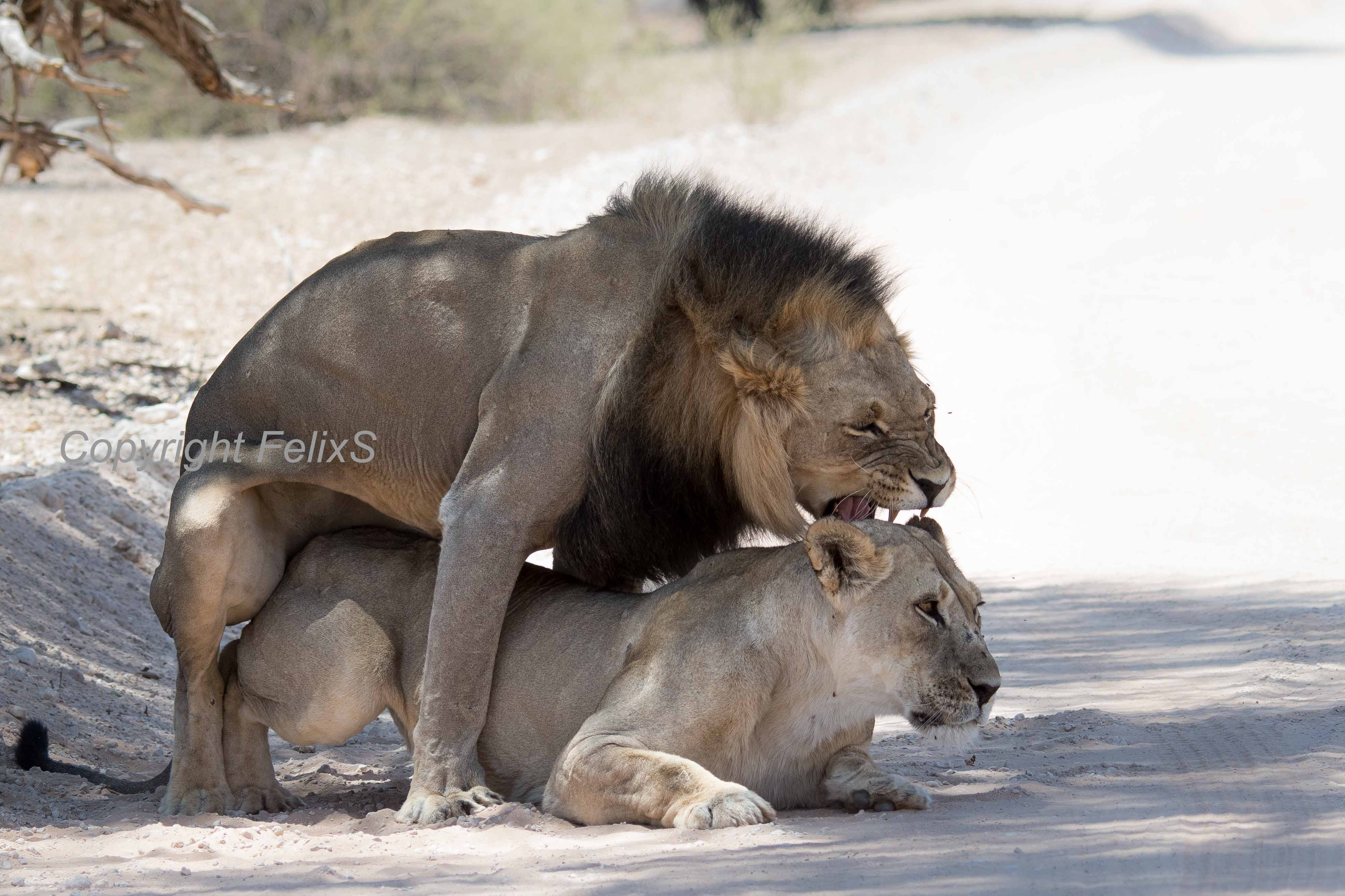 kgalagadi photography