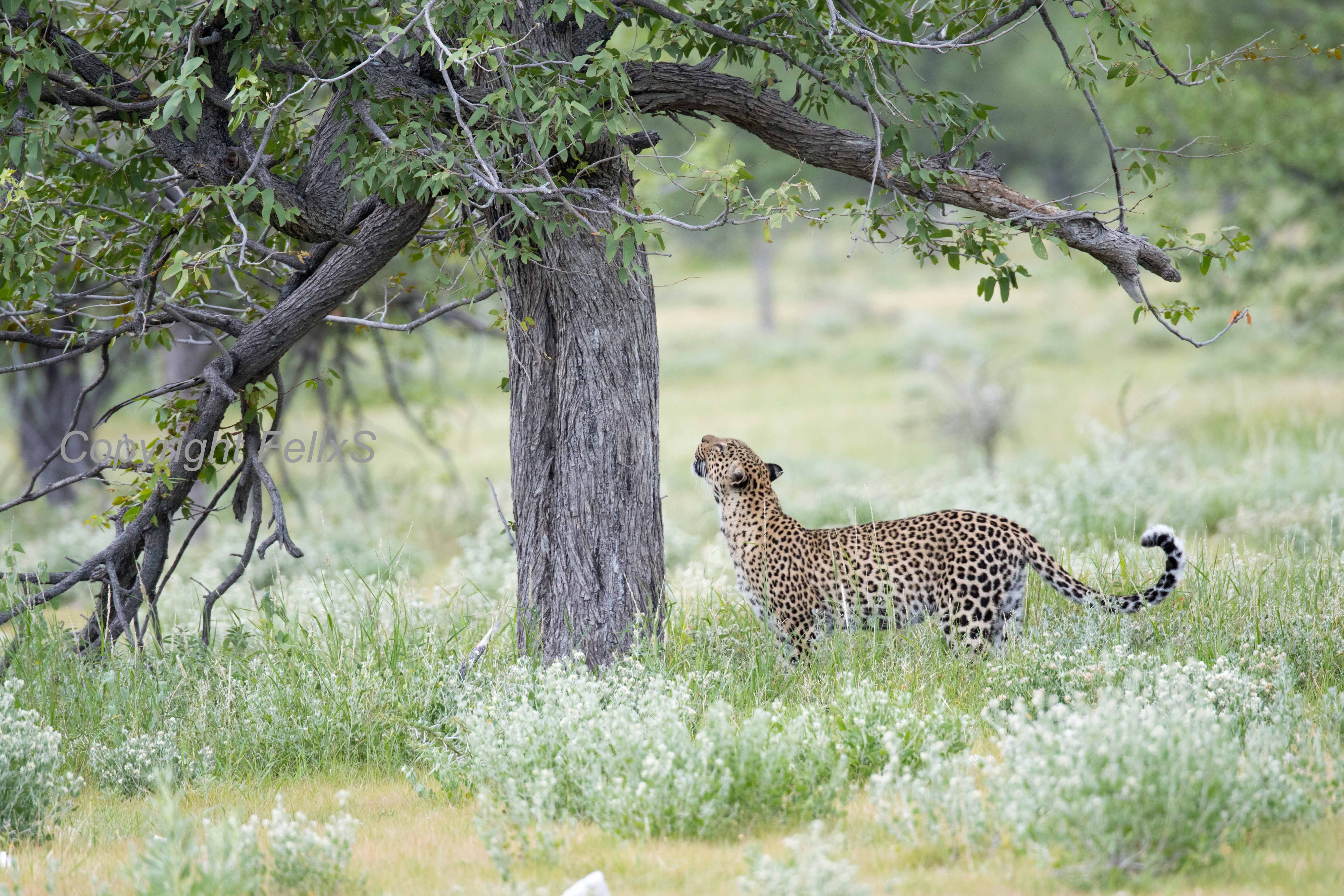 etosha