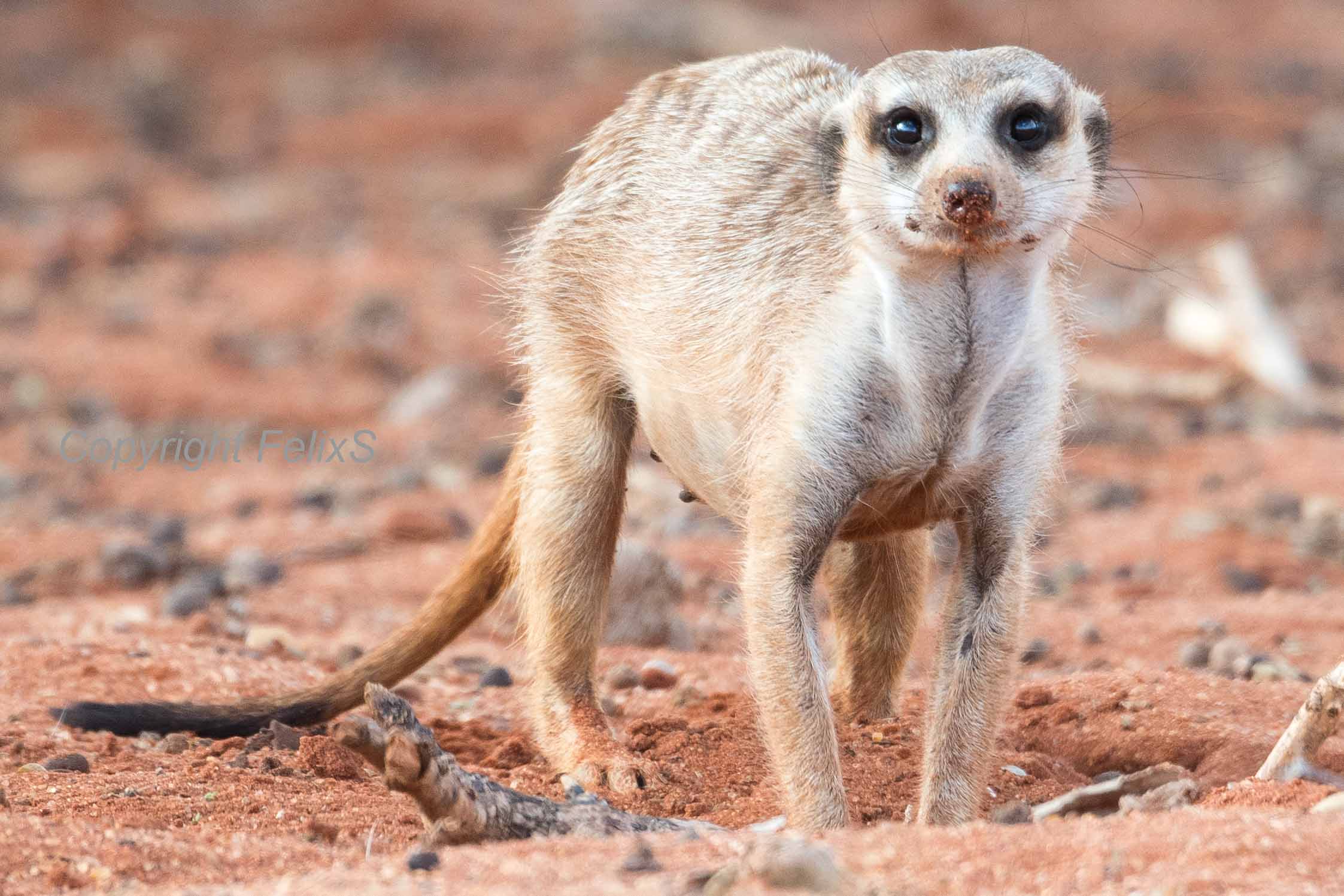 Kalahari