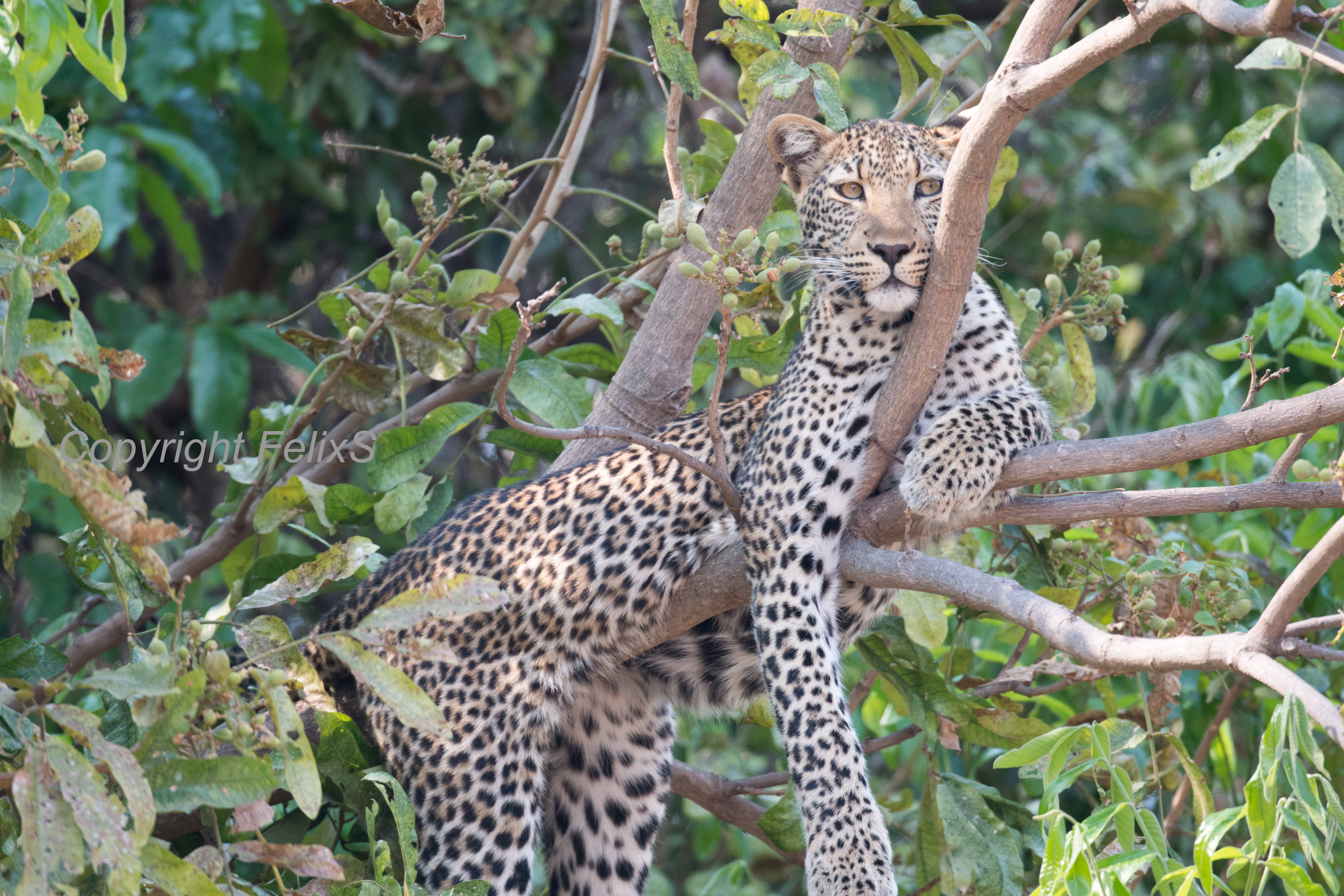 south luangwa