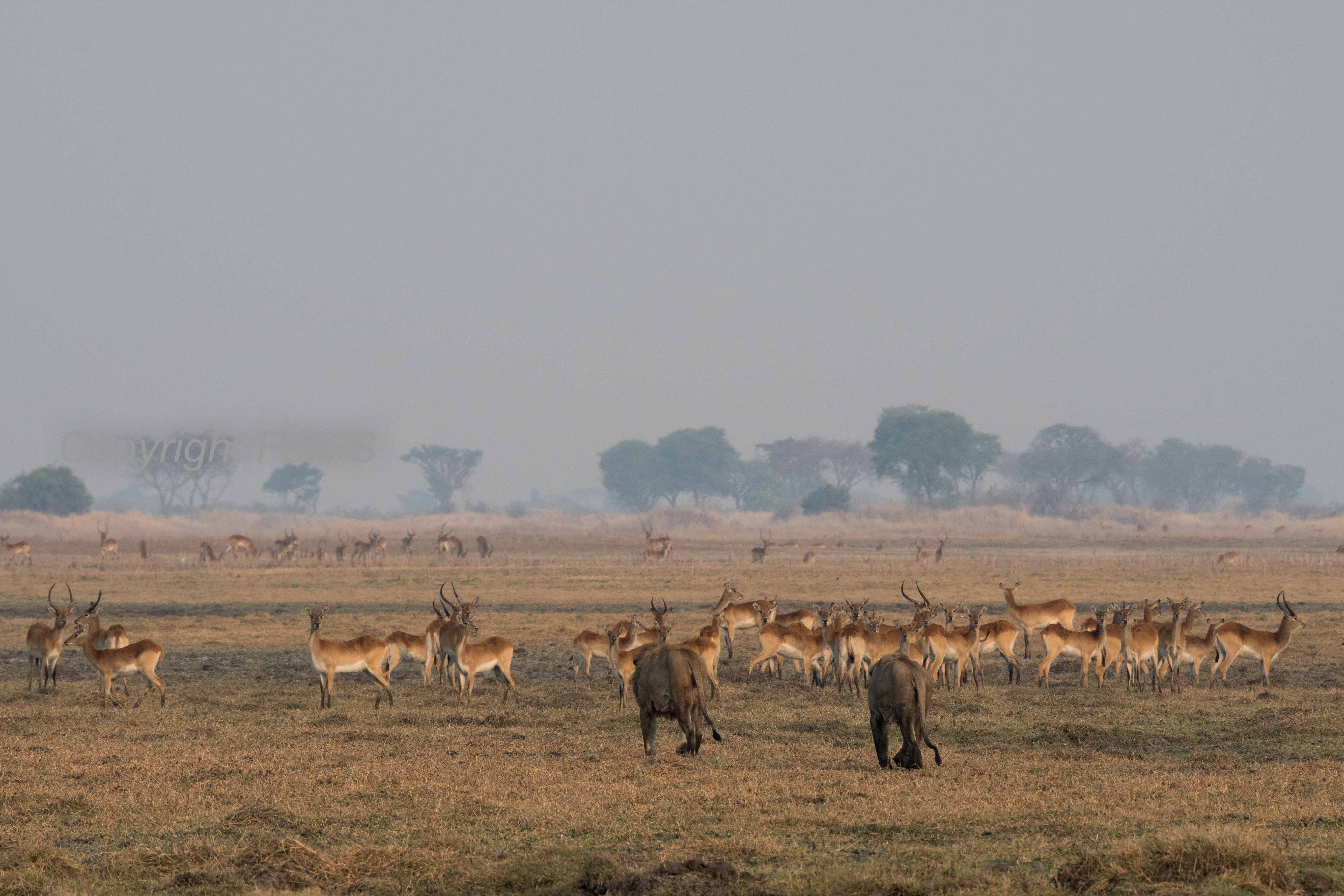 Kafue