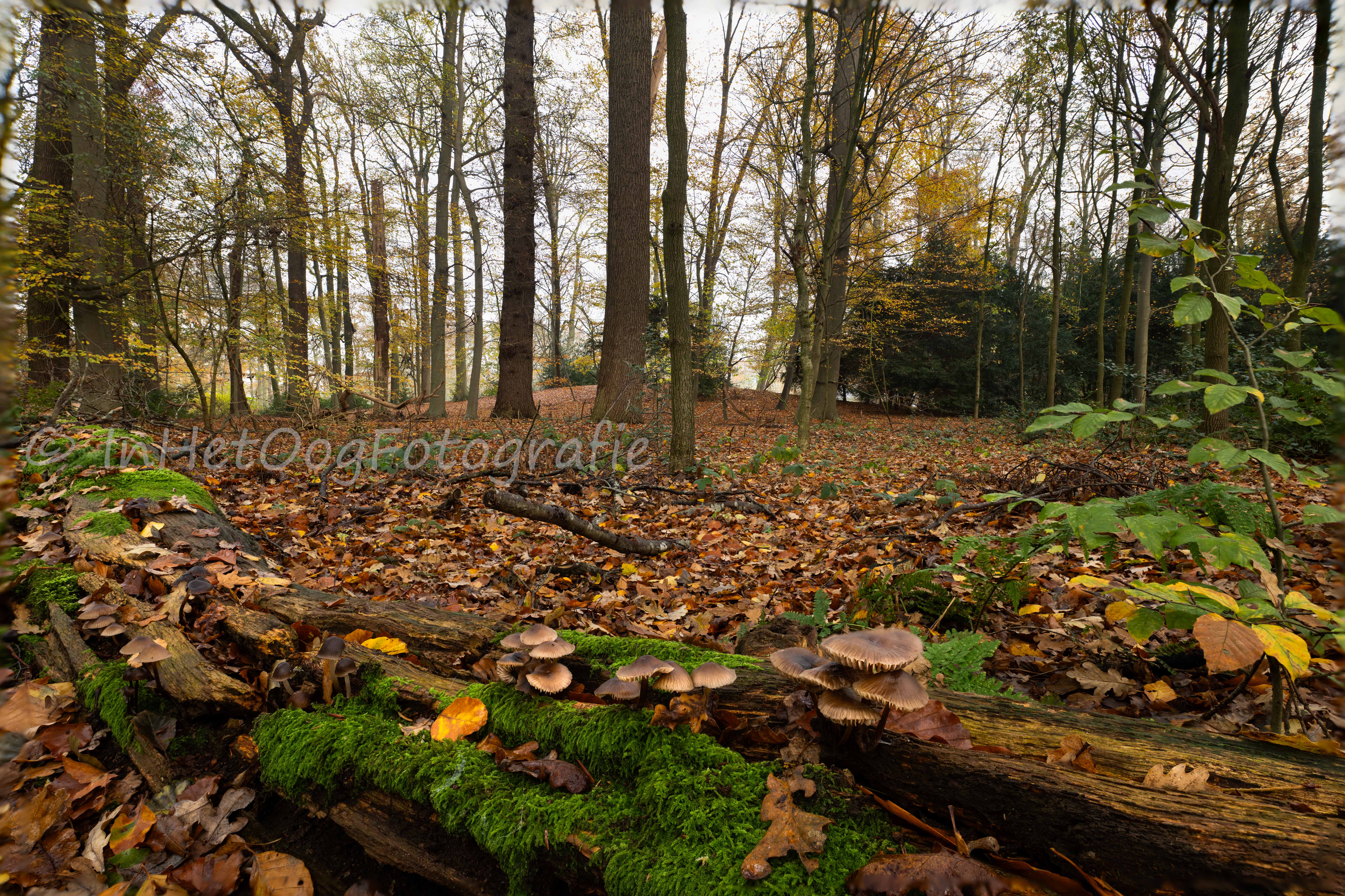 Herfst Oldenaller