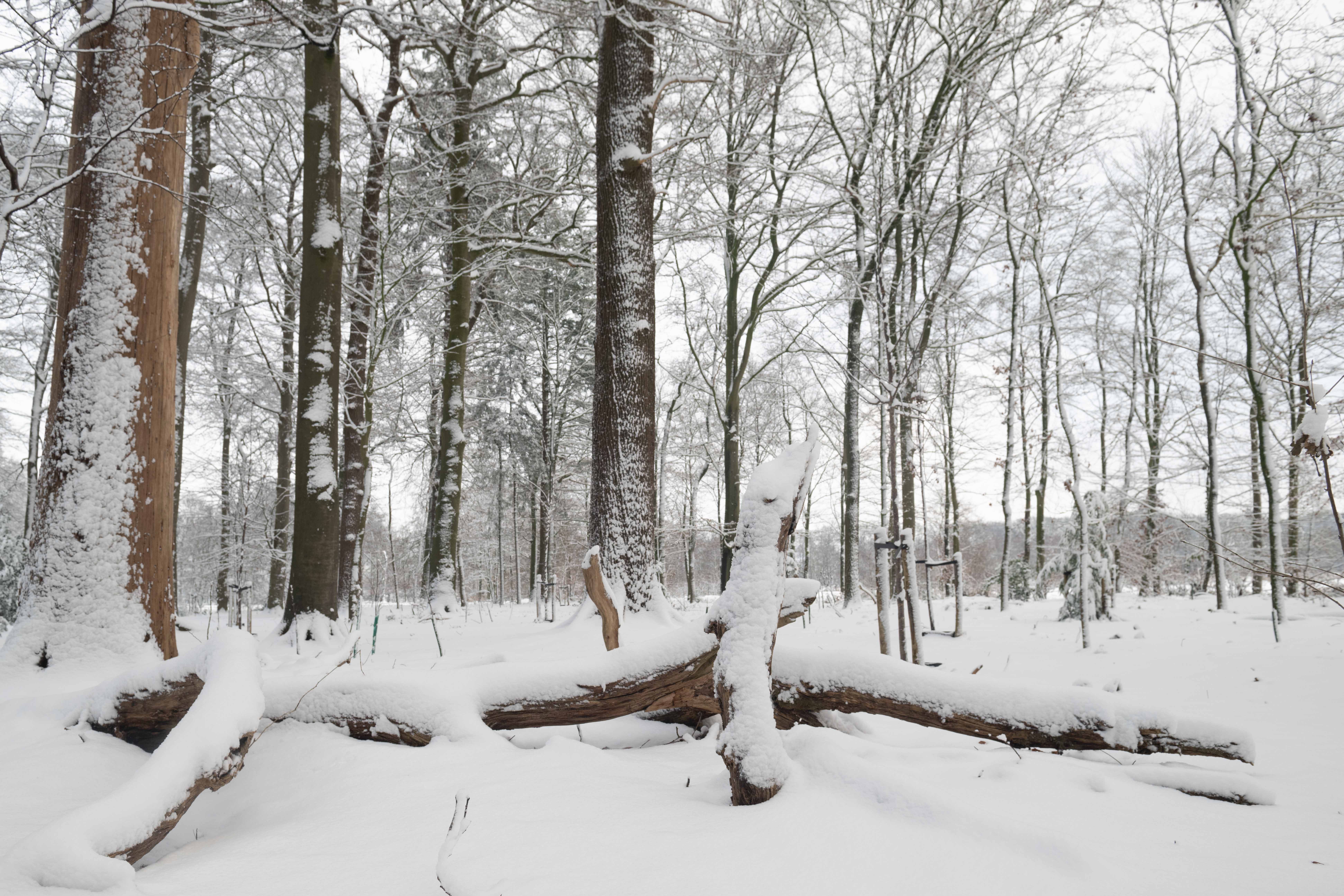 Boomstronken op Oldenaller