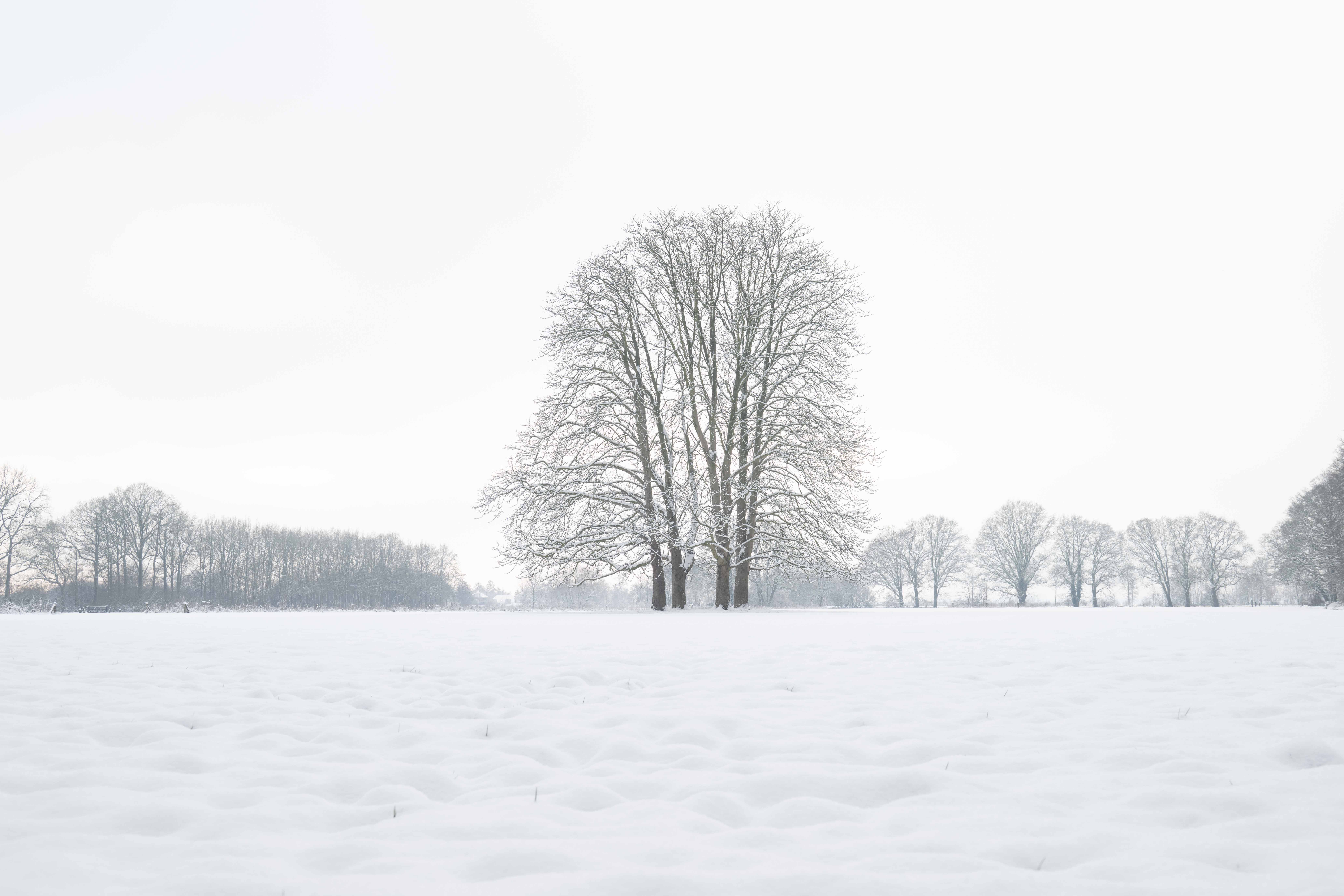 Oldenaller schaapskooi
