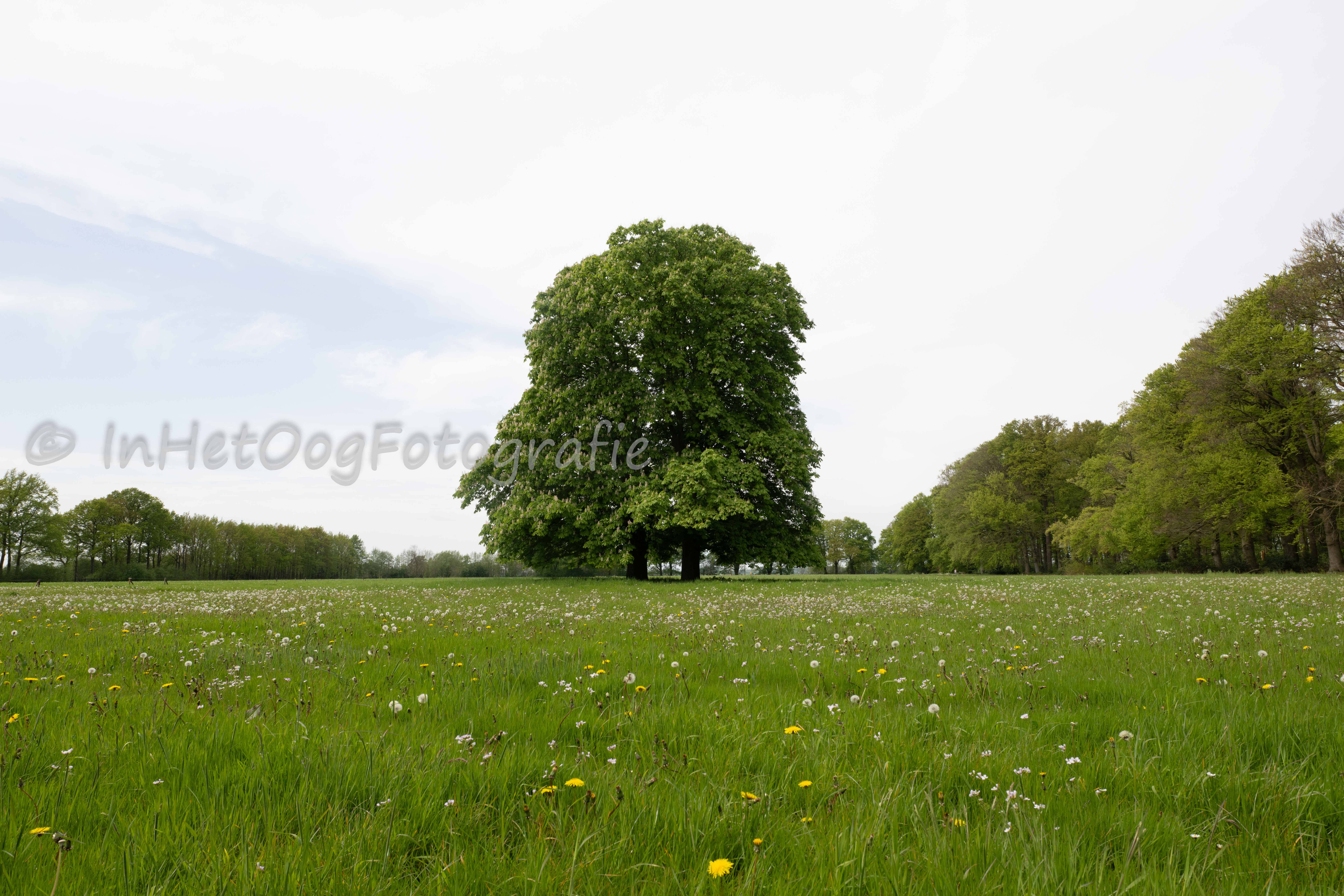 Oldenaller schaapskooi