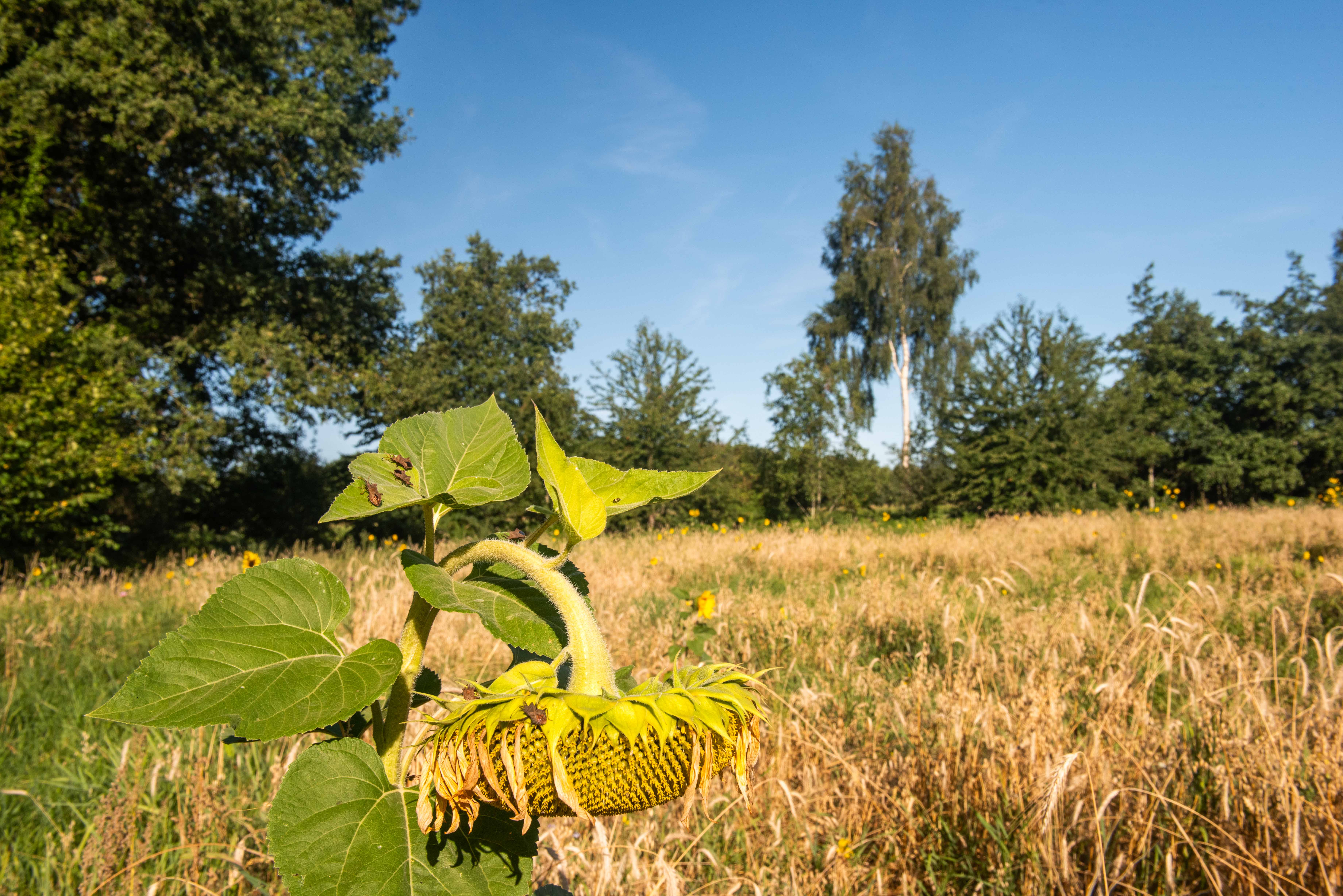 Oldenallerpad Hogesteeg