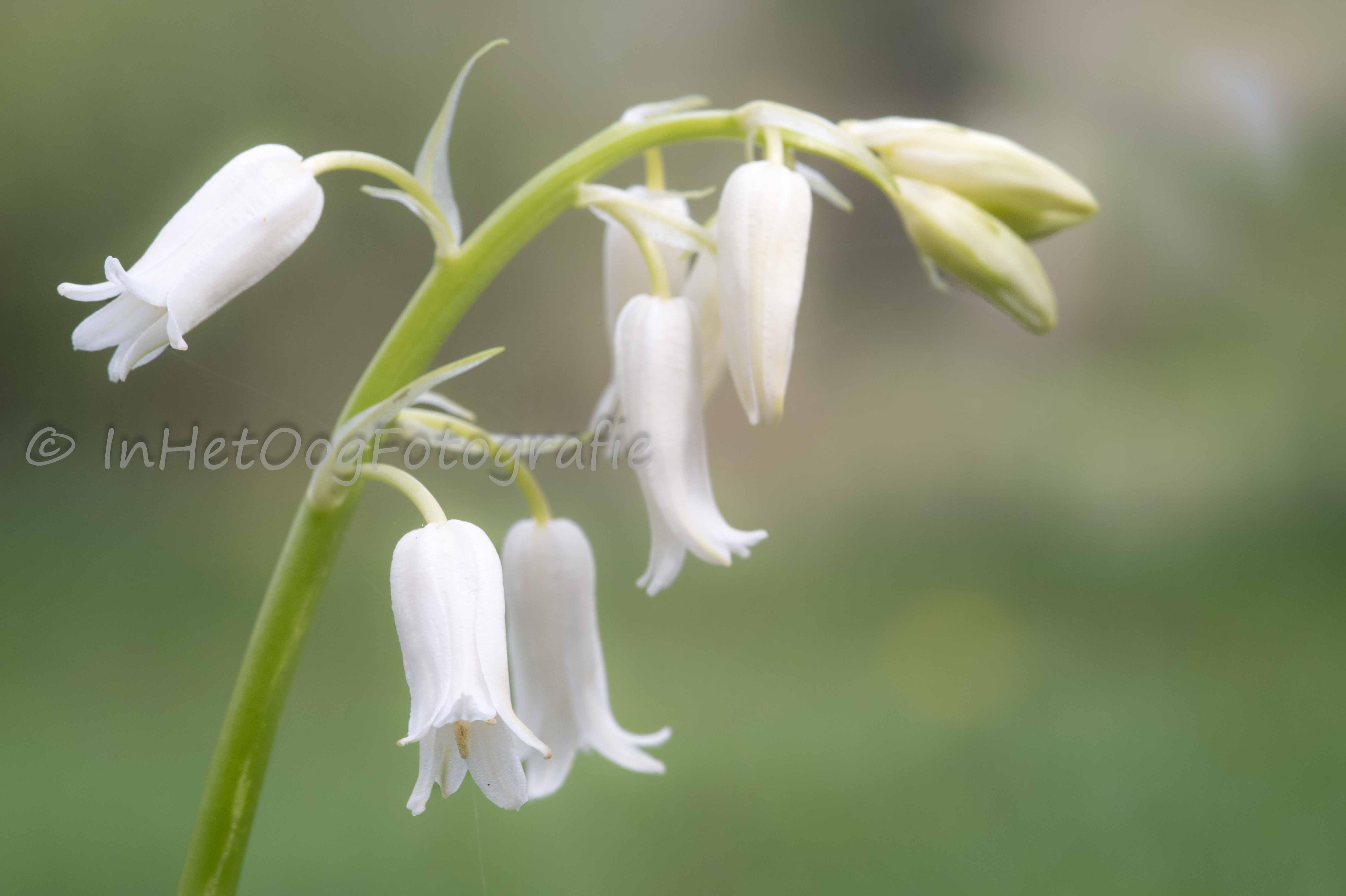Kasteeltuin Oldenaller