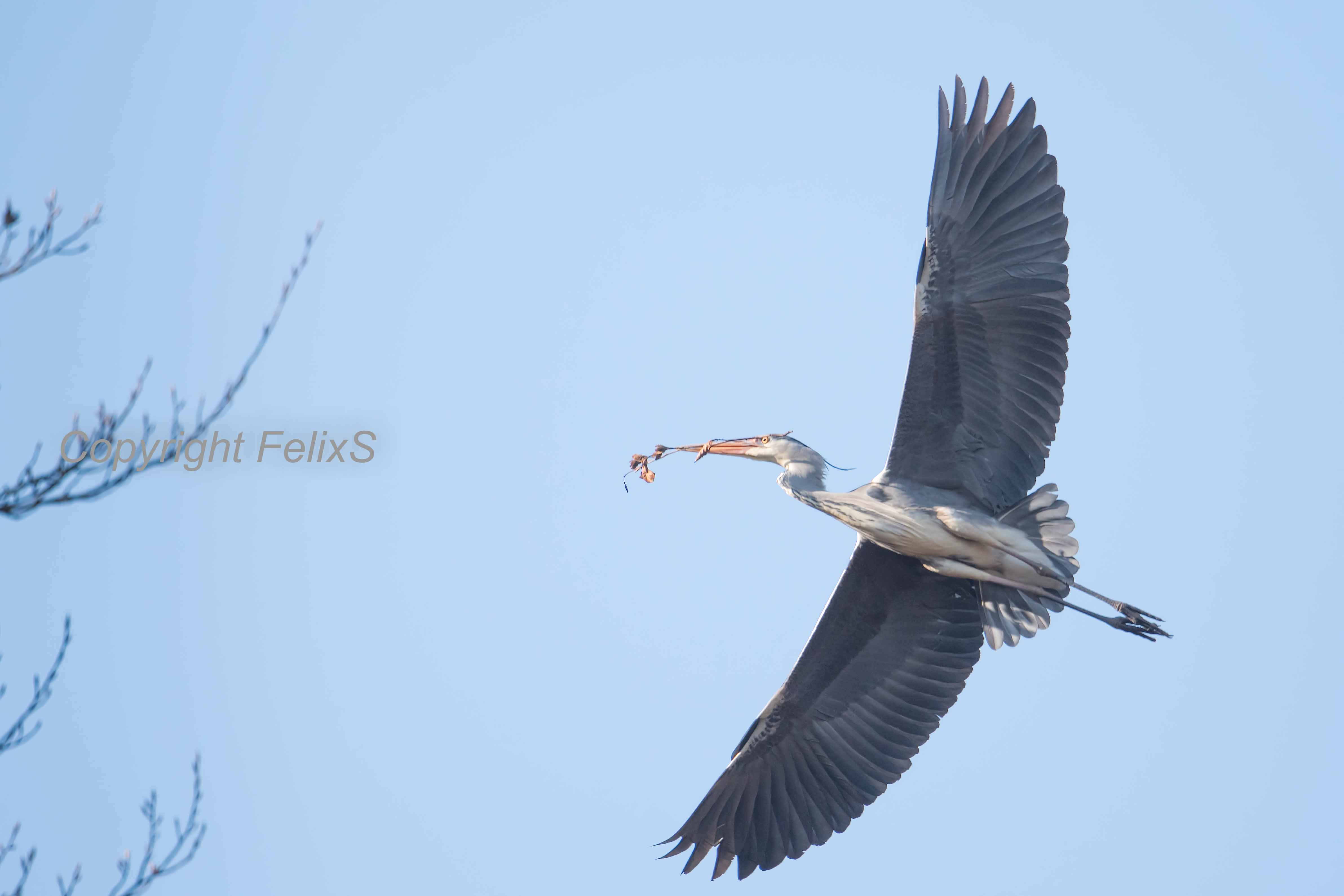 Blauwe Reiger