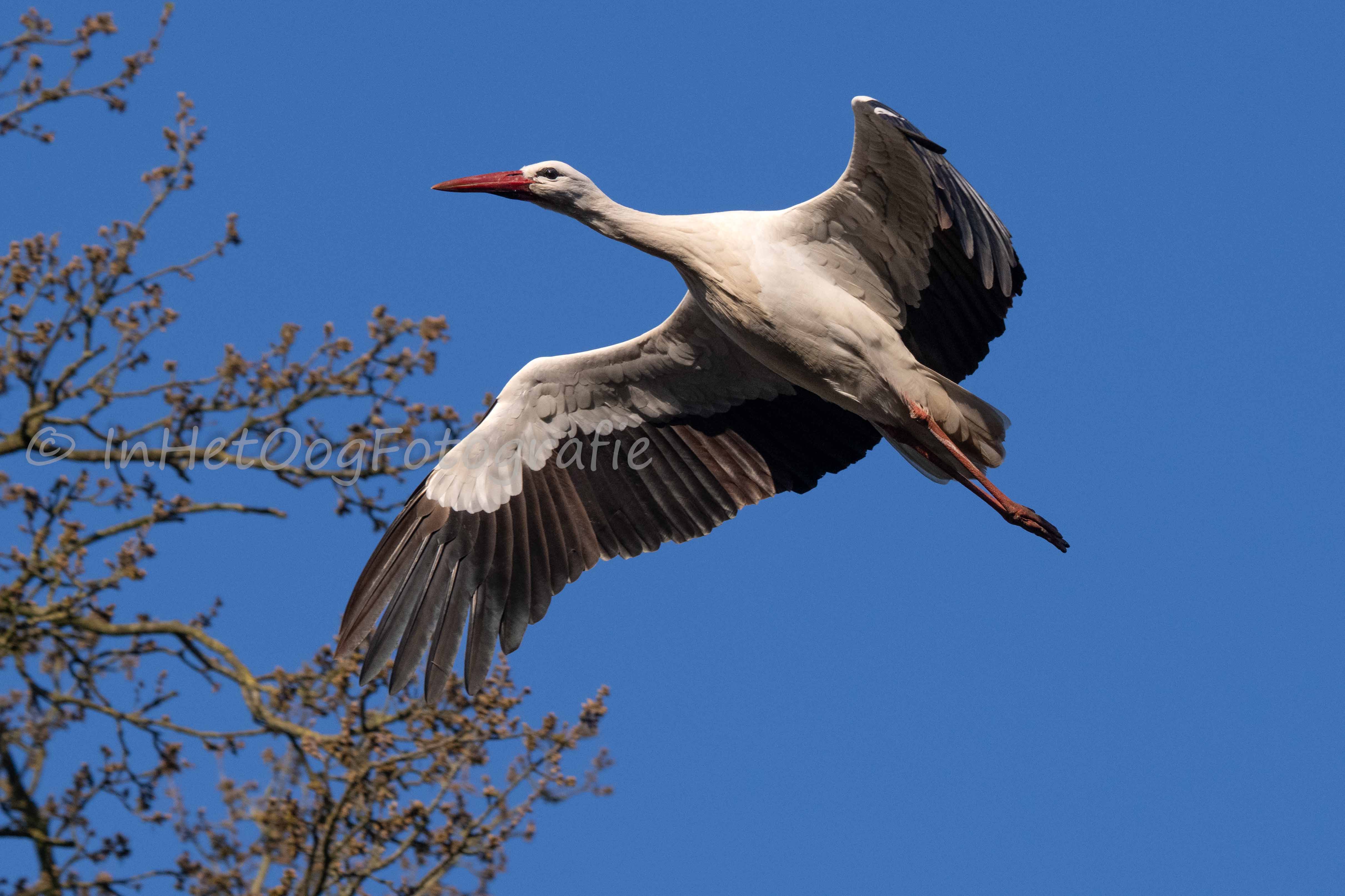 blauwe reiger