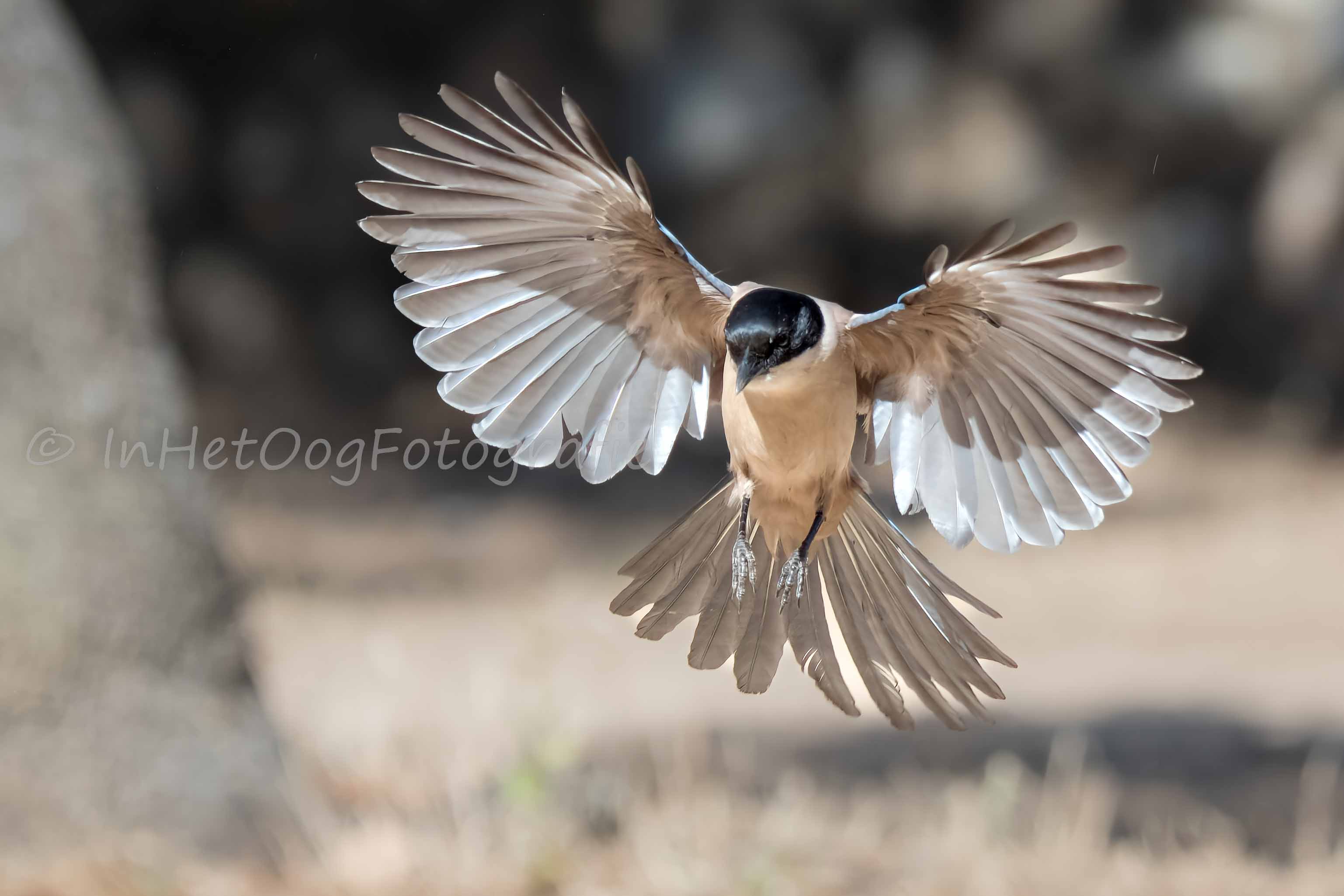 azure-winged magpie Extremadura