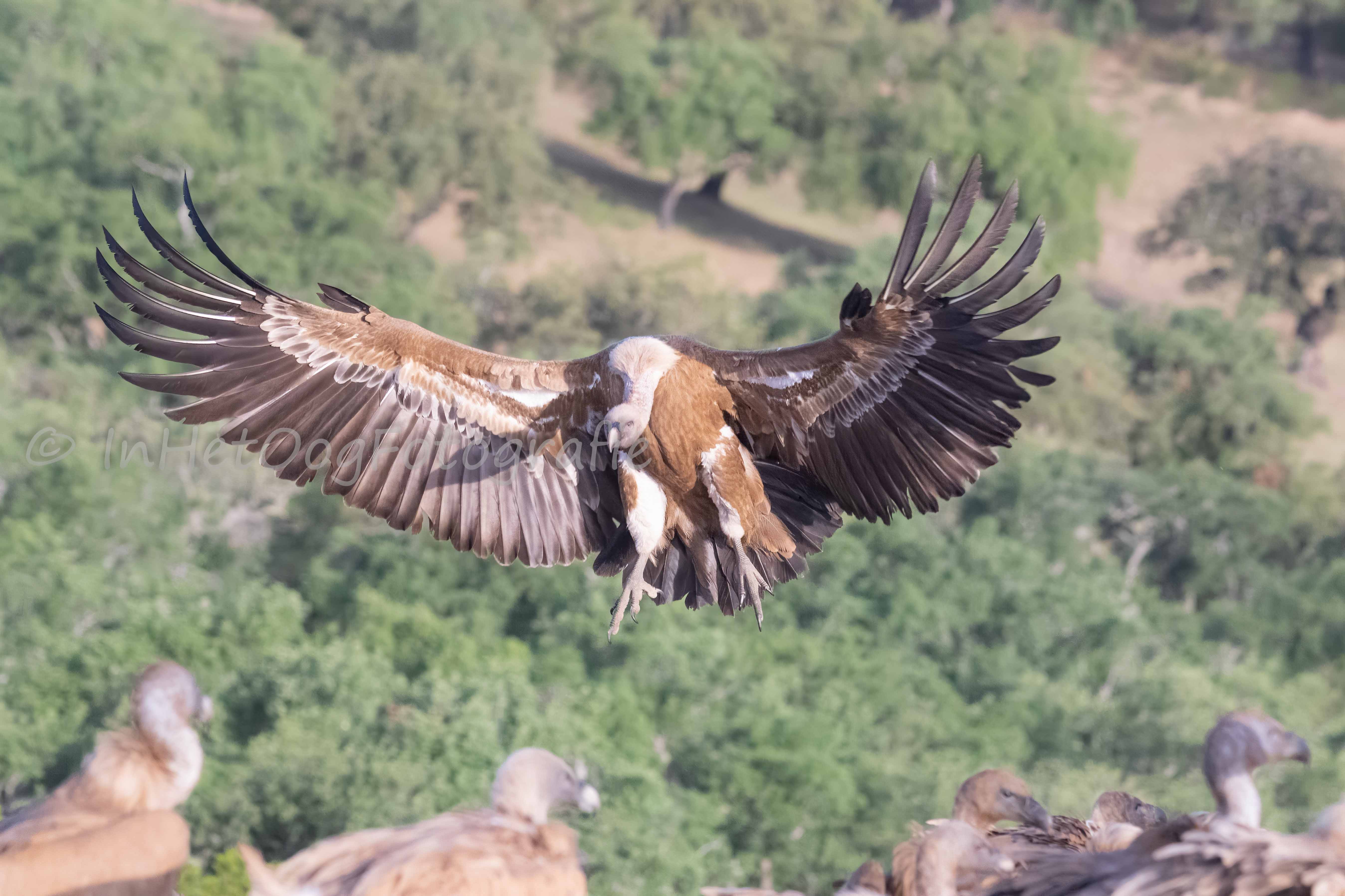 Cinereous Vultures Extremadura