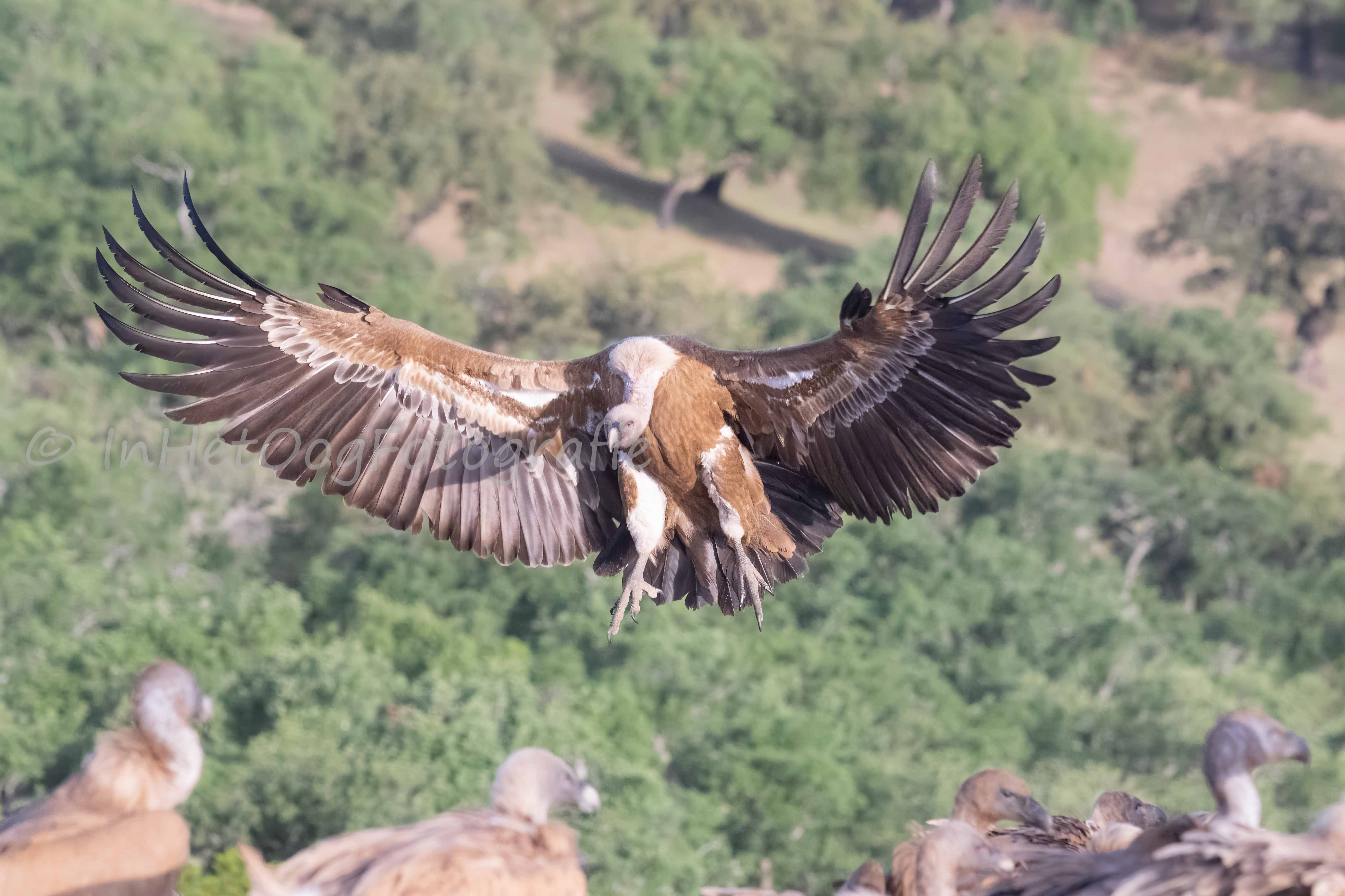 monniks gier Extremadura