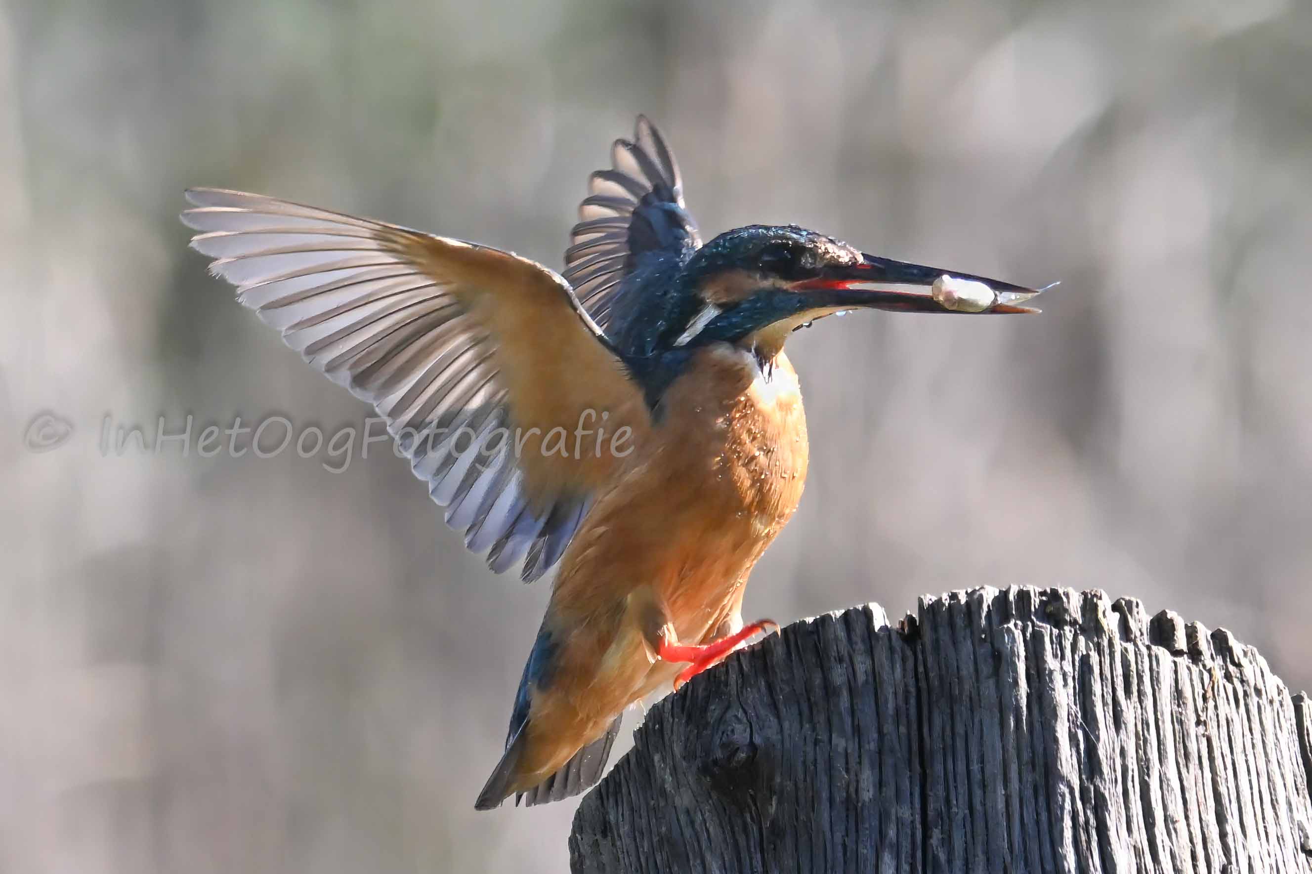 kingfisher Extremadura